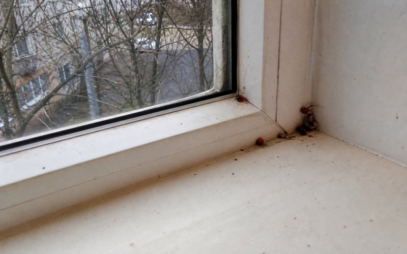 Kad kuri kukaiņi parādās — sezonalitāte