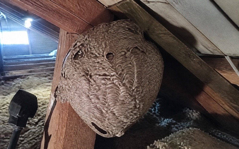 Sirseņu iznīcināšana